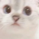 Catscare Discord Emoji