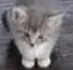 Smol