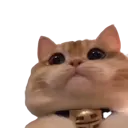 SofCat Discord Emoji