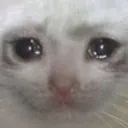 crycat crycat
