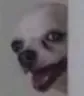 dogoheh