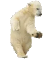 polarbear