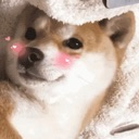 realisticblushiba Discord emoji