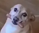 doghot