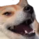 oheh