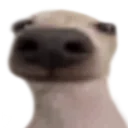 dog2
