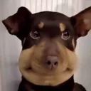 dogsmiley