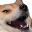dogeKEK dogeKEK