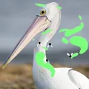 StinkyPelicanJames