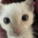 hi