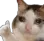 SST_SadCatThumbsUp