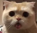 cat_stunned