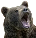 bearpog
