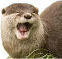 OttWink OttWink