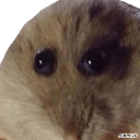 ratwut Discord sticker - Niveous Gaming