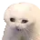 catWTF