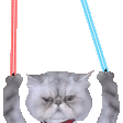 jedi_cat Discord Emoji