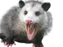 possum
