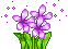avpurpleflower