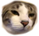 cat_the_kot