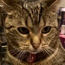 kitty1
