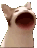 catbababab Discord emoji