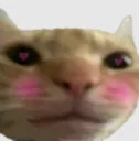 catblush