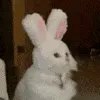 bunnycat bunnycat