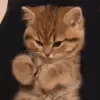 paw