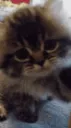 kittycat