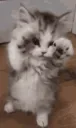 catkitty