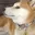 doge