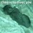 cheesetomeetyou