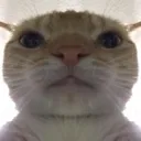 catstare