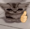 cat_thumbs_up