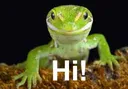 Lizard_hi