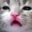 gatosad