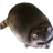 wia3racco wia3racco