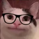 Catglasses catglasses Discord Emoji