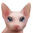 bingusstare