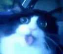 cate