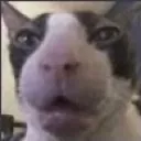 catohreally