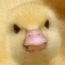 angyducky