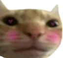 Catshy catshy Discord Emoji
