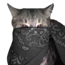 graybandanacat