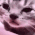 catsad