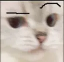 catbrows Discord Emoji