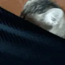 cat_peek