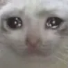 sadcat2 sadcat2