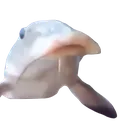 fishe
